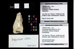 Foto (Objekt + Etikett) von Ambulocapsa altilis (Robins et al., 2013)  (NHMW-GEO-1990-0041-2930)